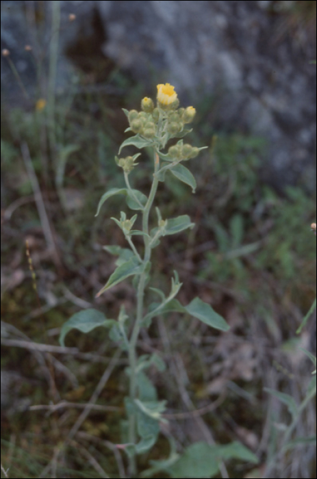 Andryala integrifolia L.