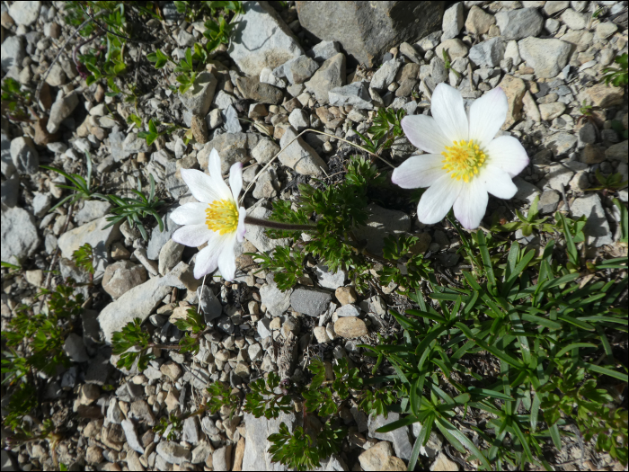 Anemone baldensis L.