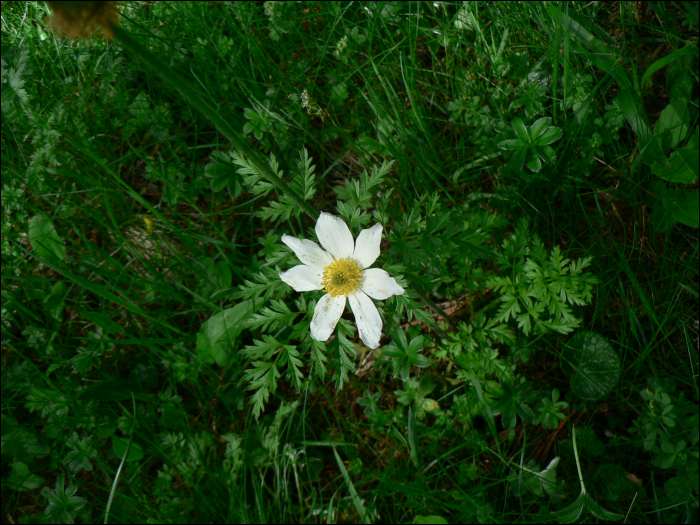 Anemone baldensis L.