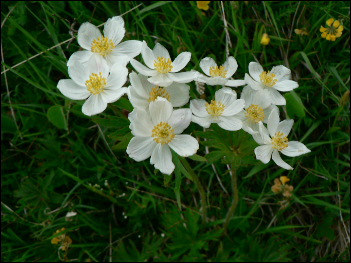 Anemone narcissiflora L.