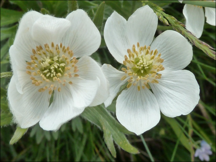 Photo de Anémone à fleur de narcisse (Anemone narcissiflora L.)