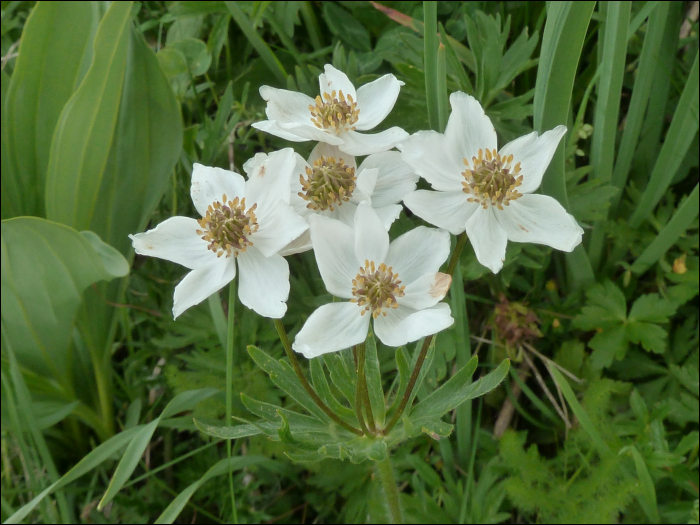 Anemone narcissiflora L.