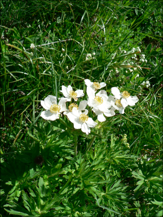 Anemone narcissiflora L.