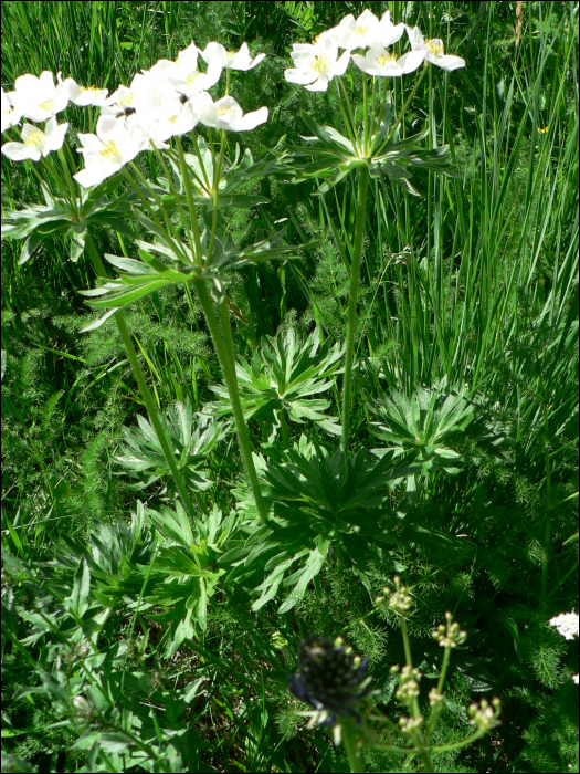 Anemone narcissiflora L.