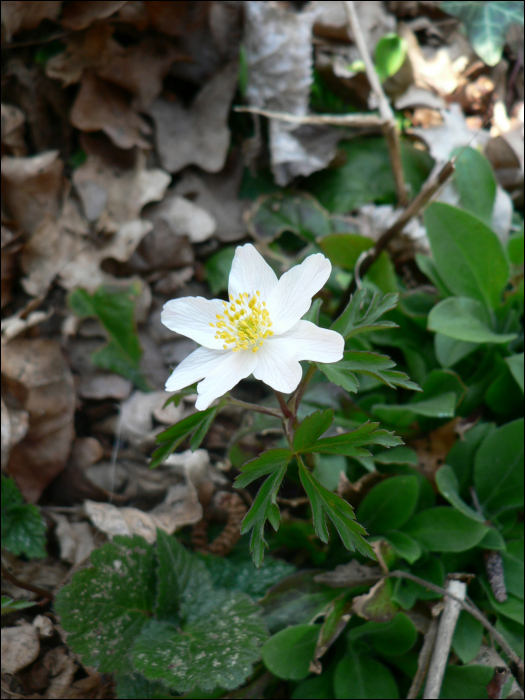 Anemone nemorosa L.