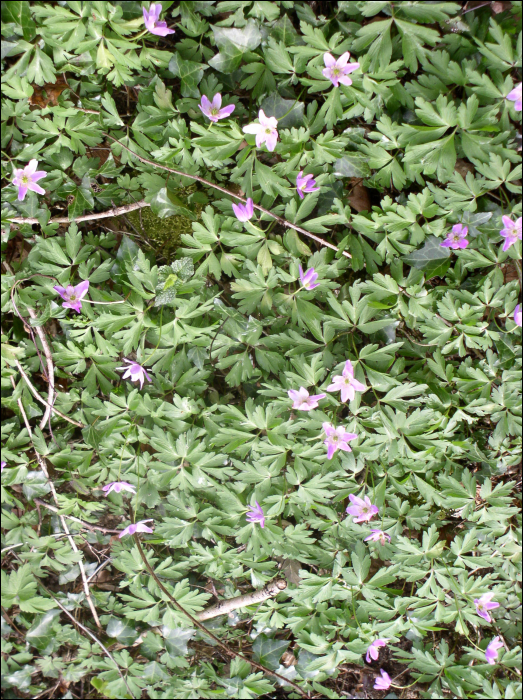 Anemone nemorosa L.