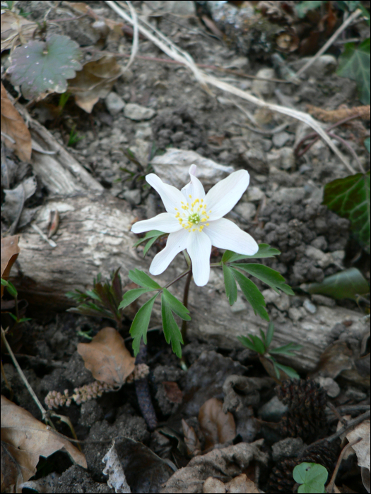 Anemone nemorosa L.