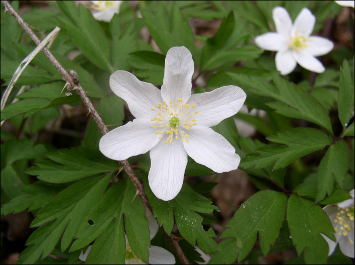 Anemone nemorosa L.