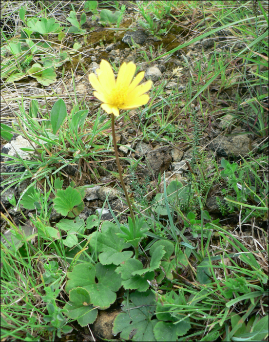 Anemone palmata