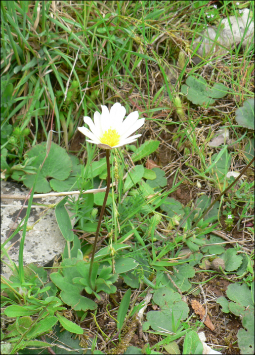 Anemone palmata