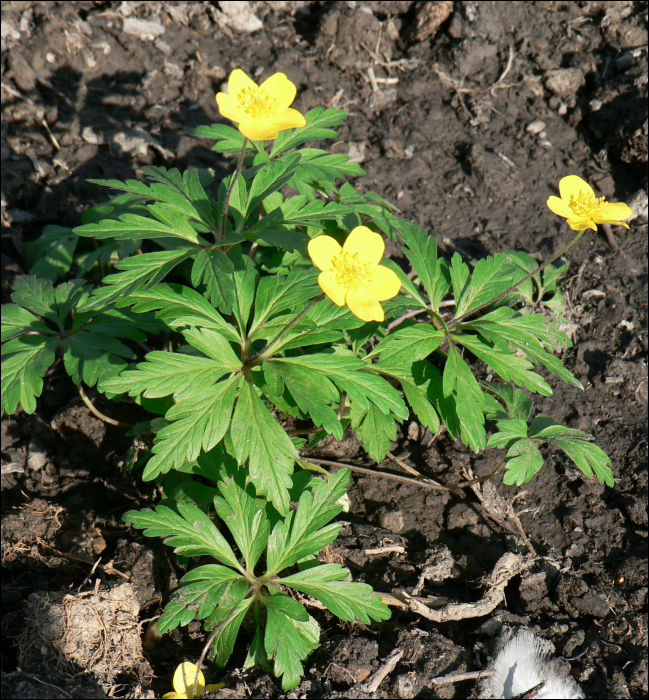 Anemone ranunculoides