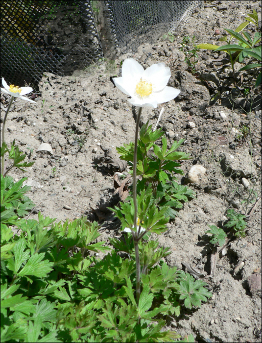 Anemone sylvestris