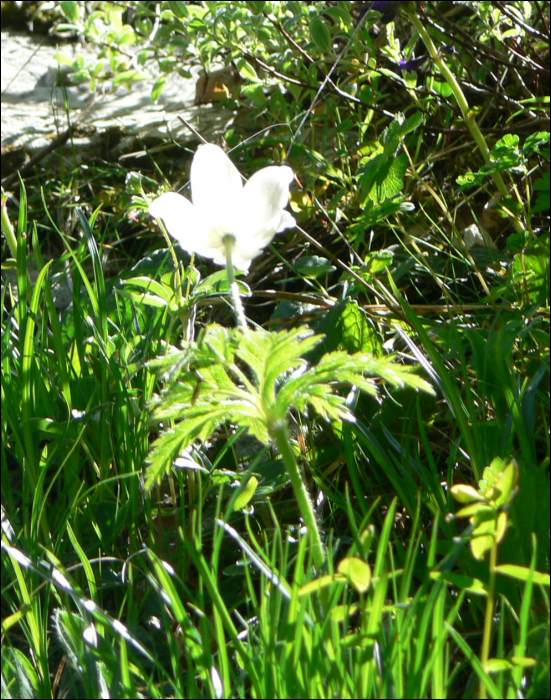 Anemone sylvestris