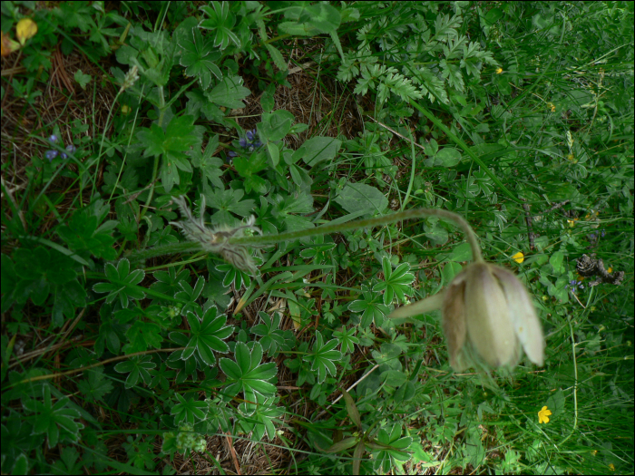 Anemone vernalis