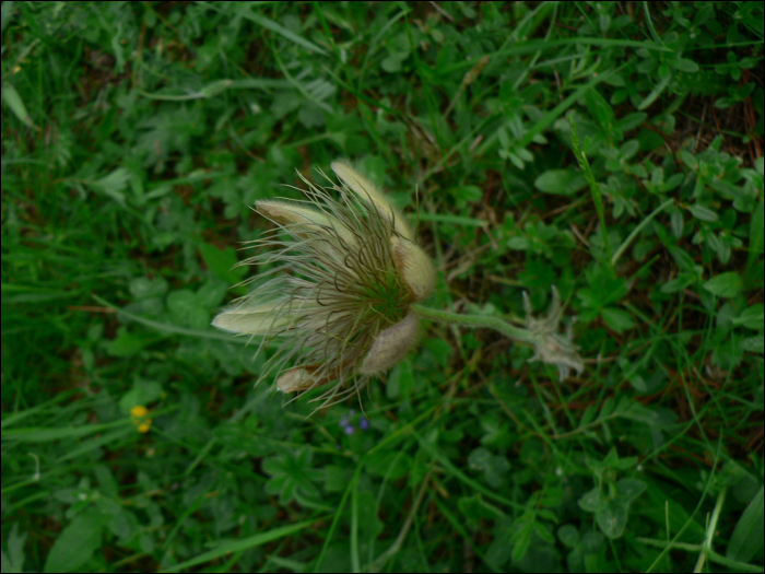 Anemone vernalis