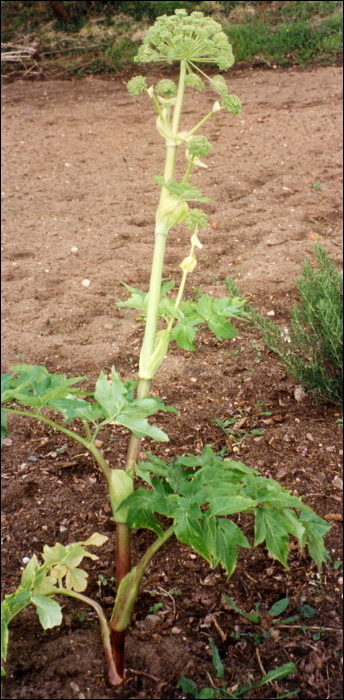 Angelica archangelica