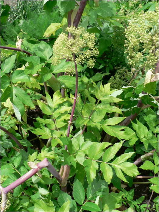 Angelica archangelica