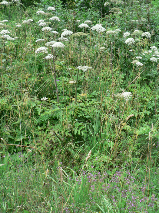 Angelica sylvestris L.