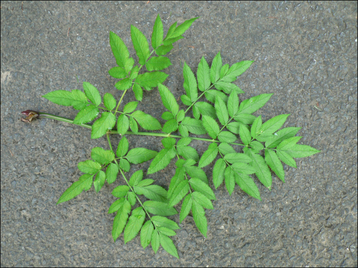 Angelica sylvestris L.