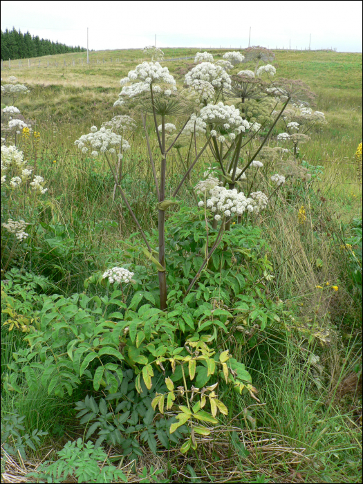 Angelica sylvestris L.