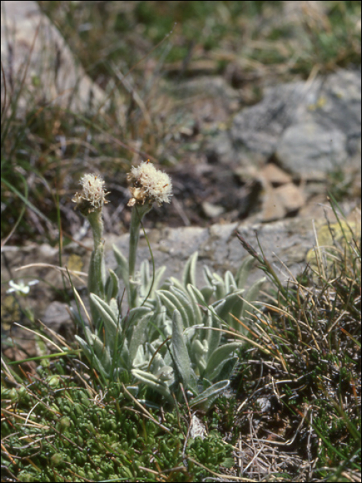 Antennaria carpathica Bluff