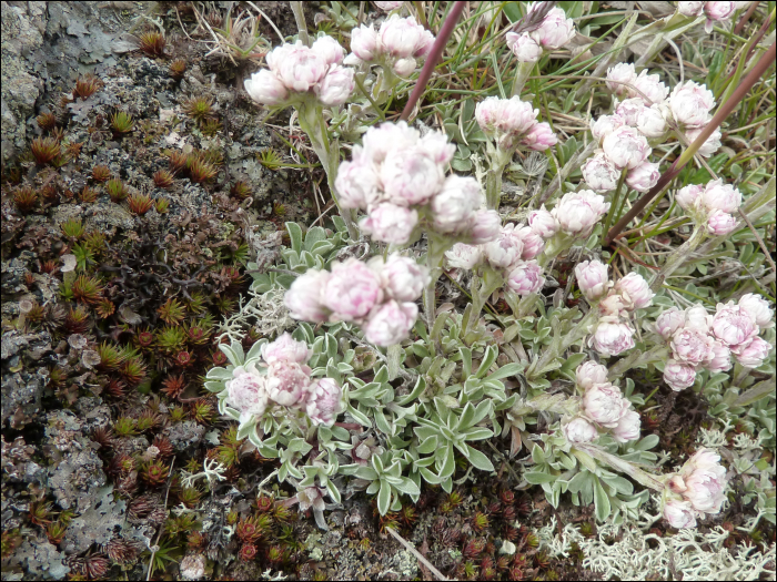 Antennaria dioïca  Gaertner