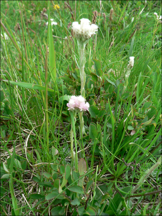 Antennaria dioïca  Gaertner