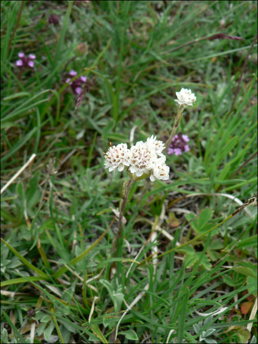 Antennaria dioïca  Gaertner