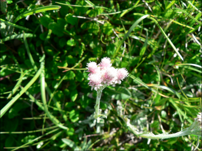 Antennaria dioïca  Gaertner