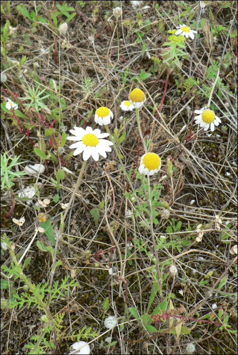 Anthemis arvensis L.