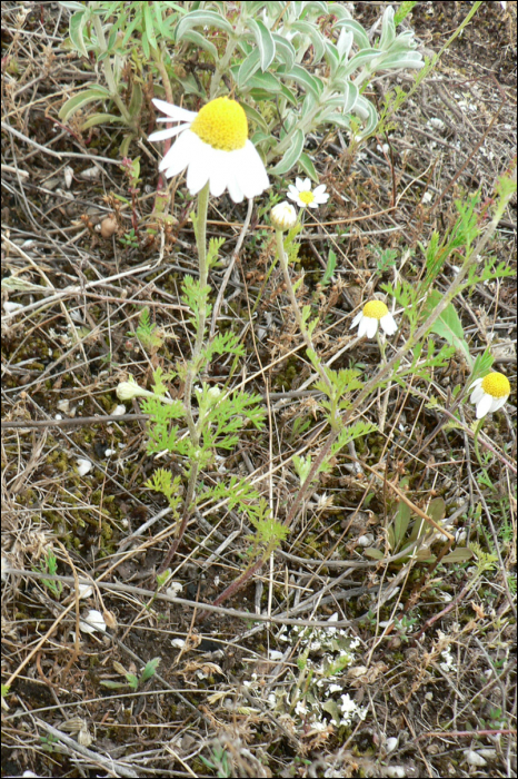 Anthemis arvensis L.