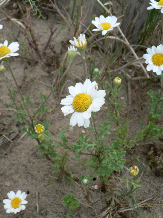 Anthemis maritima