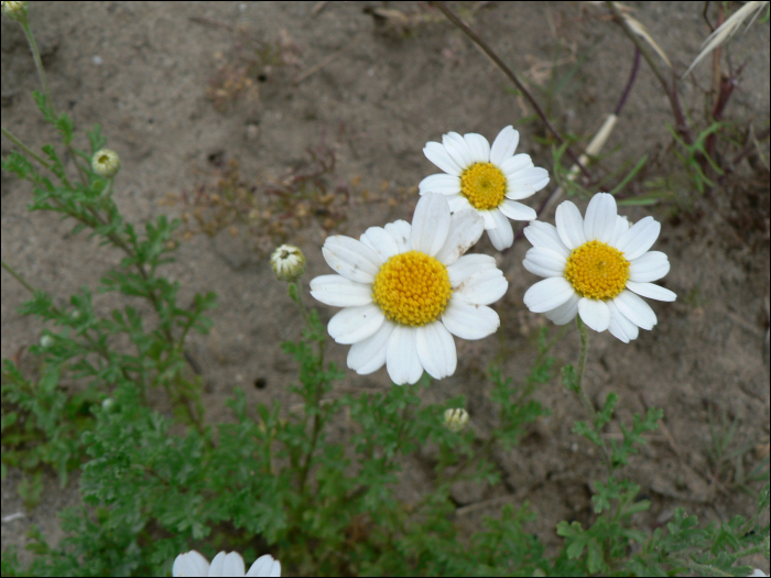 Anthemis maritima