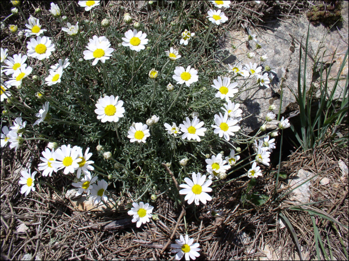 Anthemis saxatilis