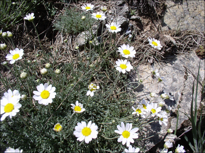 Anthemis saxatilis