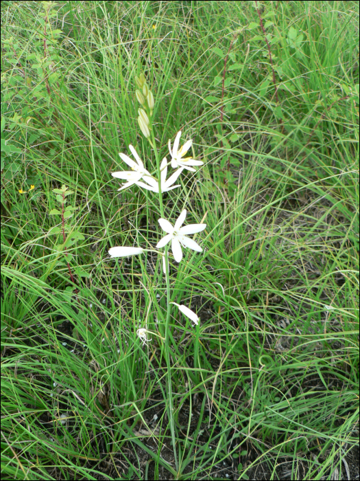 Anthericum liliago L.