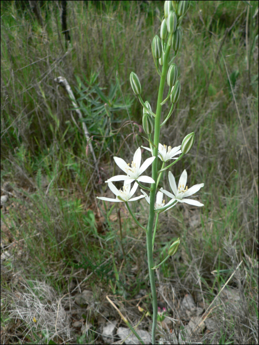 Anthericum liliago L.