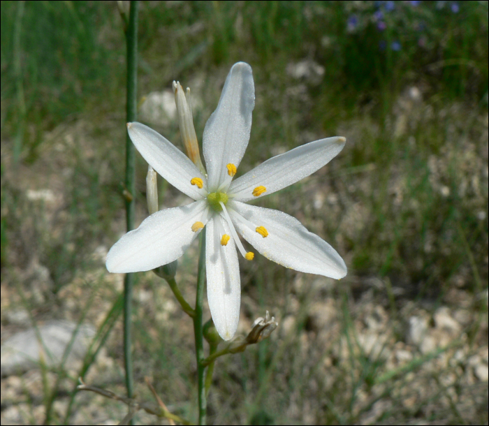 Anthericum liliago L.