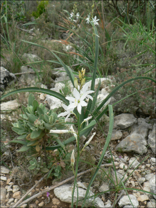 Anthericum liliago L.