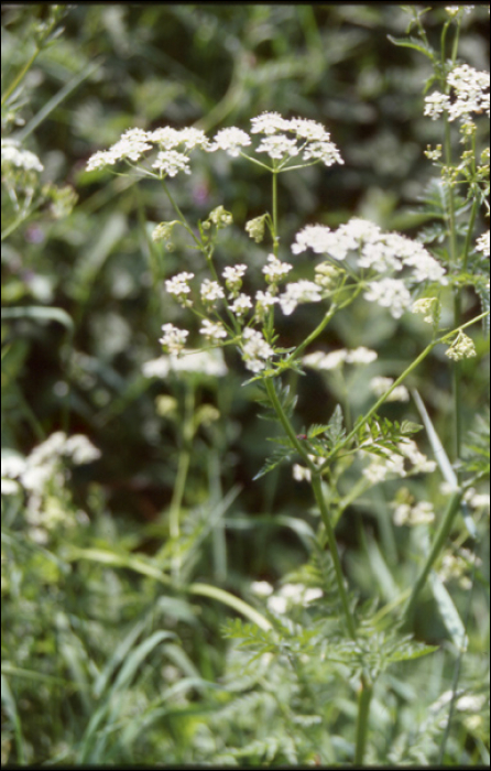 Anthriscus sylvestris Hoffm.