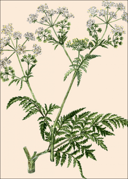 Anthriscus sylvestris Hoffm.