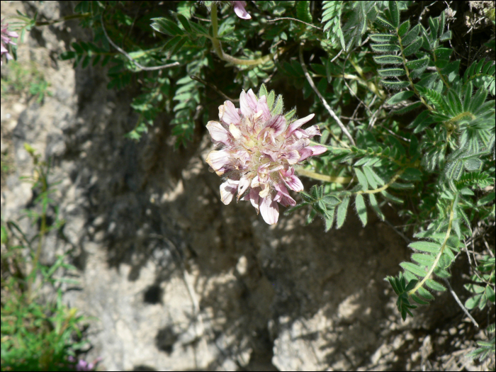 Anthyllis montana L.