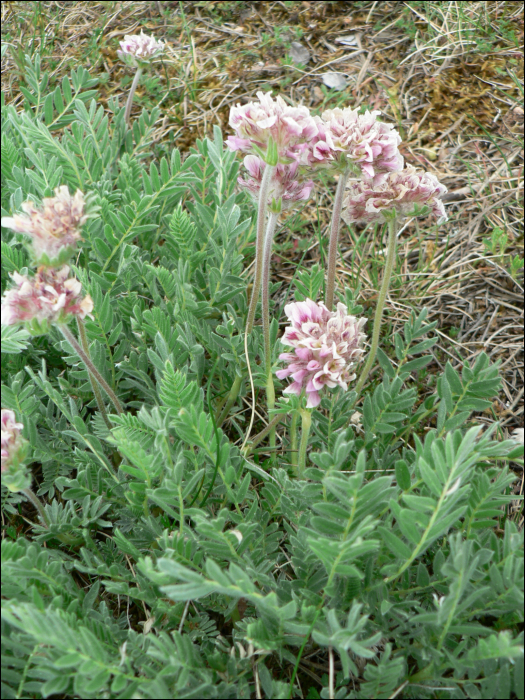 Anthyllis montana L.
