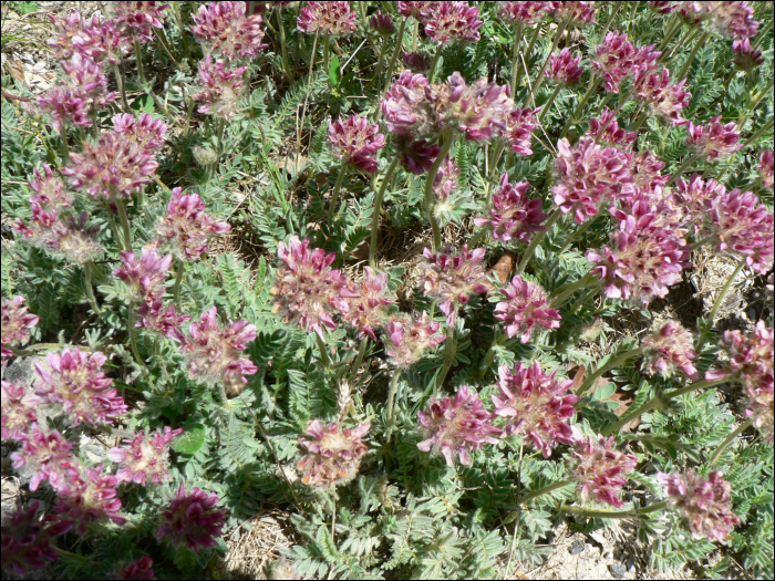 Anthyllis montana L.