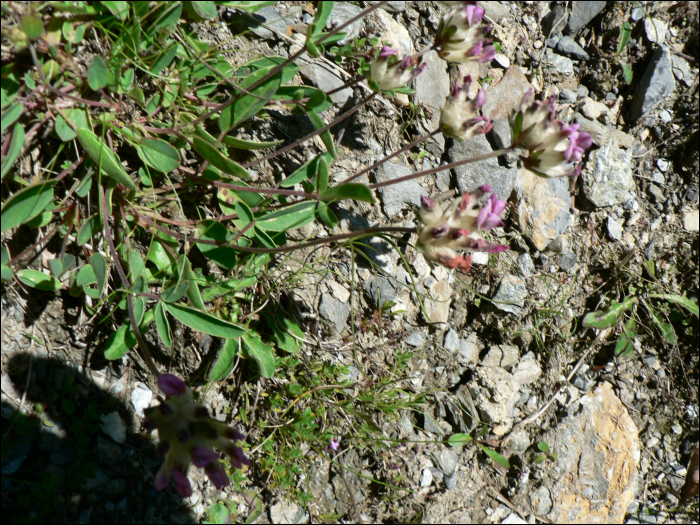 Anthyllis vulneraria L.