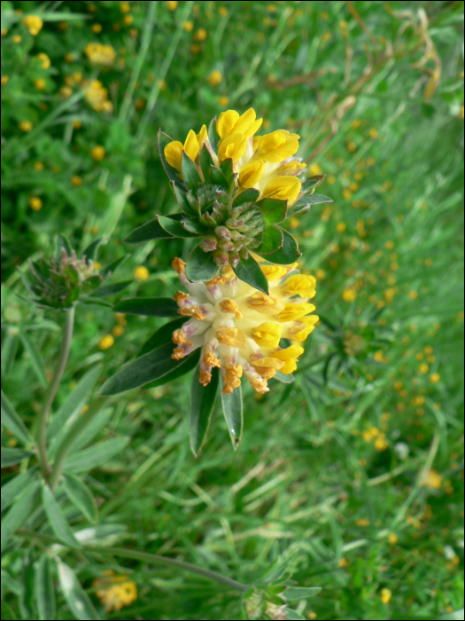 Anthyllis vulneraria L.