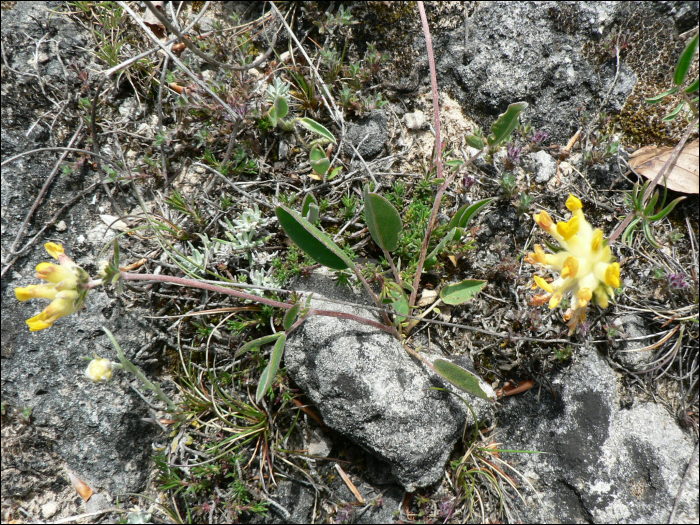 Anthyllis vulneraria L.