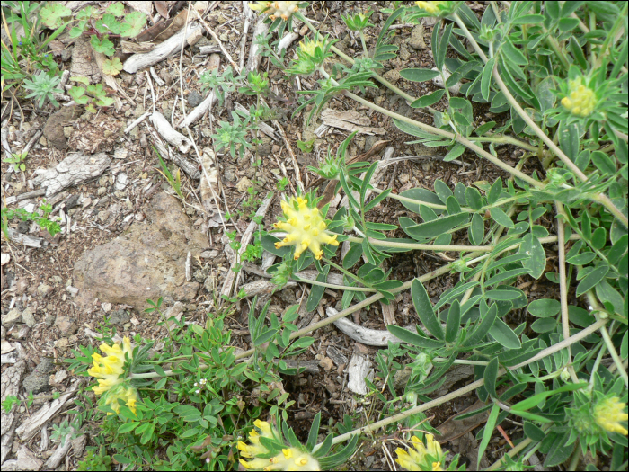 Anthyllis vulneraria L.