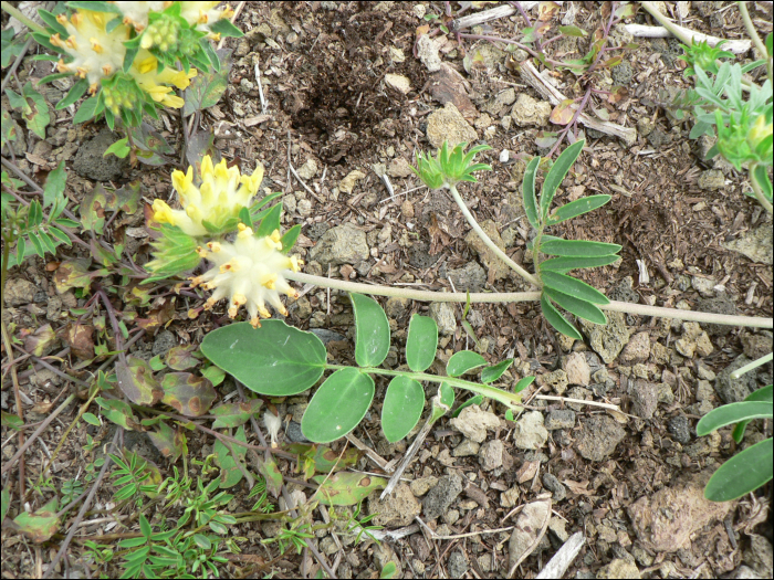 Anthyllis vulneraria L.