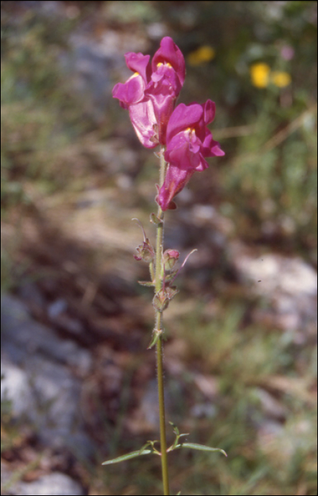 Antirrhinum majus